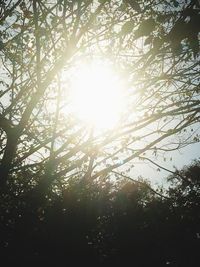 Low angle view of silhouette trees against sky