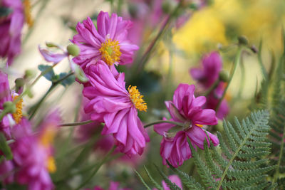 Close-up of pink flowers growing in garden