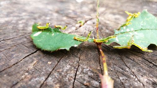 Close-up of grasshopper on wood