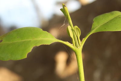 Close-up of fresh green plant