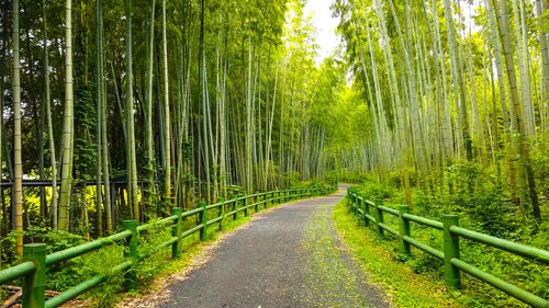 Bamboo forest in japan, arashiyama, kyoto