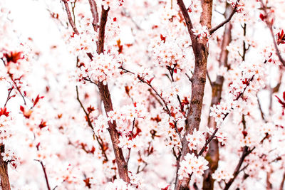 Close-up of white cherry blossom tree