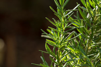 Close-up of fresh green plant