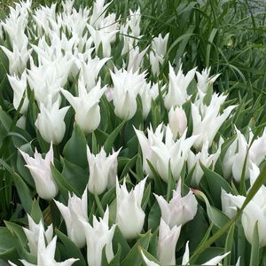 Close-up of white flowers