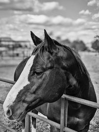 Close-up of horse in ranch