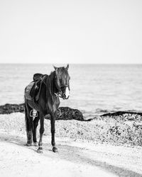 View of horse on beach