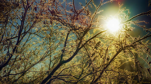 Low angle view of trees against sky