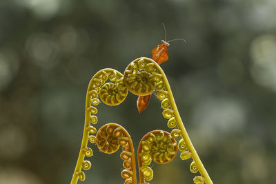 Close-up of butterfly on yellow flower