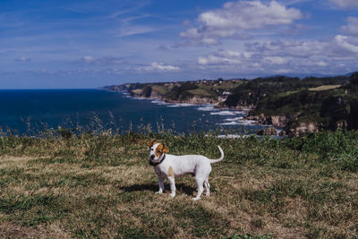 Dog standing in the sea