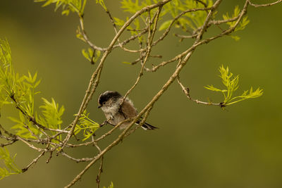 Close-up of bird perching on branch