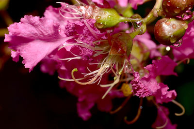 Close-up of wet pink flower