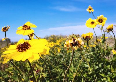 Close-up of bee on yellow flowers blooming in field