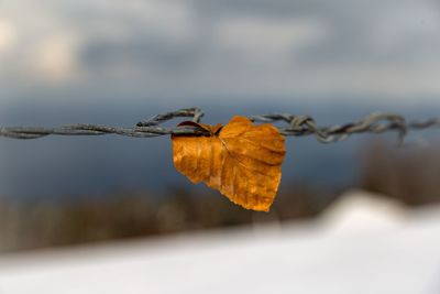 Close-up of dry leaf on barbed wire during autumn