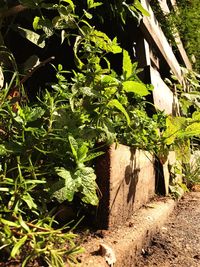 Close-up of plants growing on field