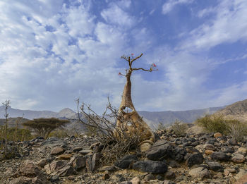 Dead tree on land against cloudy sky