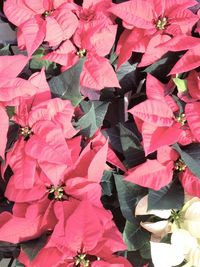 Full frame shot of pink flowers