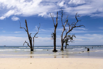 Bare trees on beach against sky