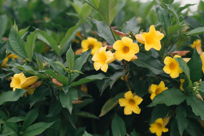 Close-up of yellow flowers blooming outdoors