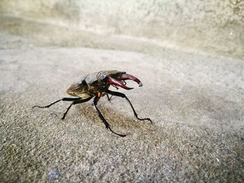 Close-up of stag beetle on rock