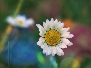 Close-up of white flower