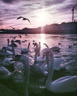 Side view of swans floating in water