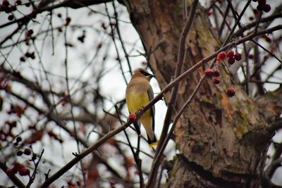 Low angle view of bird perching on branch