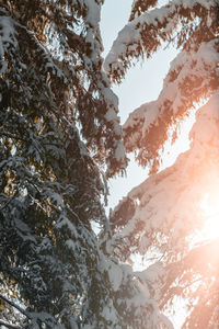 Low angle view of tree