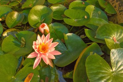 High angle view of lotus water lily blooming outdoors