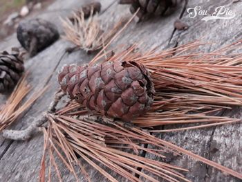 Close-up of pine cone on tree