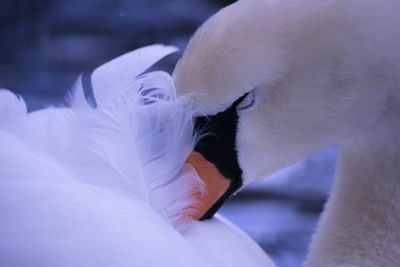 Close-up of swan in water