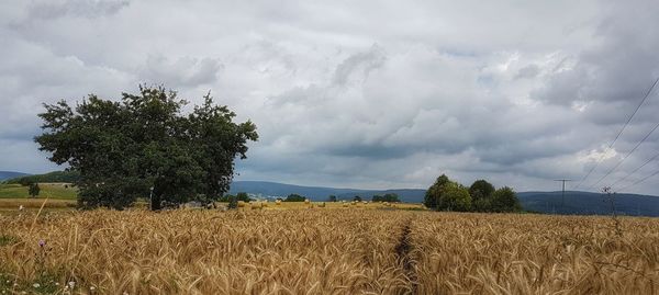 Scenic view of agricultural field against sky