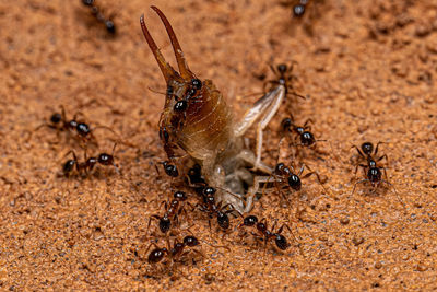 Close-up of ant on sand