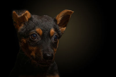 Dramatic portrait of a small dog on a black background. lonely dog in the dark