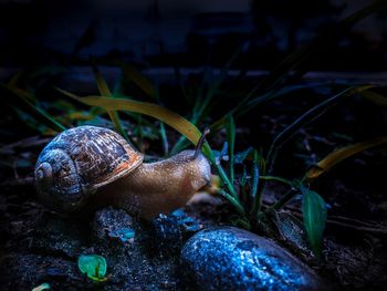 Close-up of snail on land