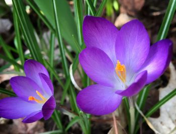 Close-up of purple crocus flowers