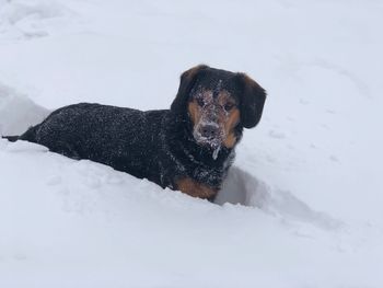 Portrait of dog in snow