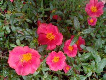 Close-up of pink flowering plants