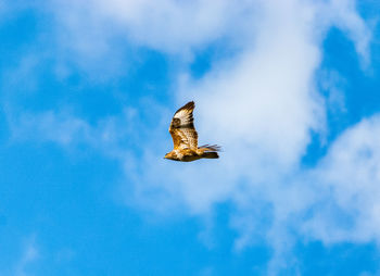 Low angle view of red kite flying in sky