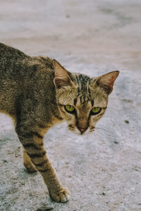 Close-up portrait of a cat