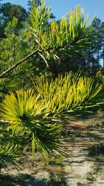 Close-up of palm tree by plants