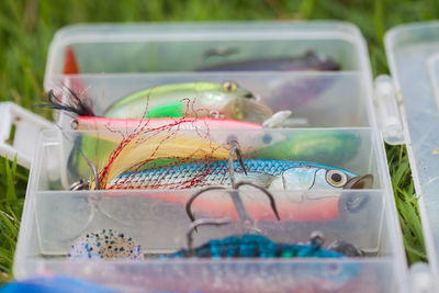 Close-up of fish in tank