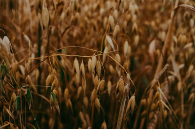 Close-up of dry plants on field