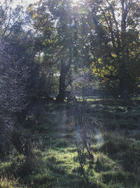 Trees on field in forest