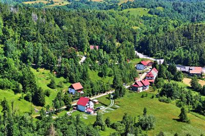 High angle view of trees and plants growing on land