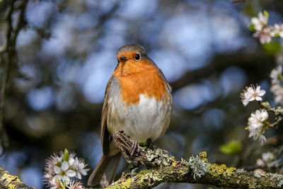 Close-up of a bird perching on branch