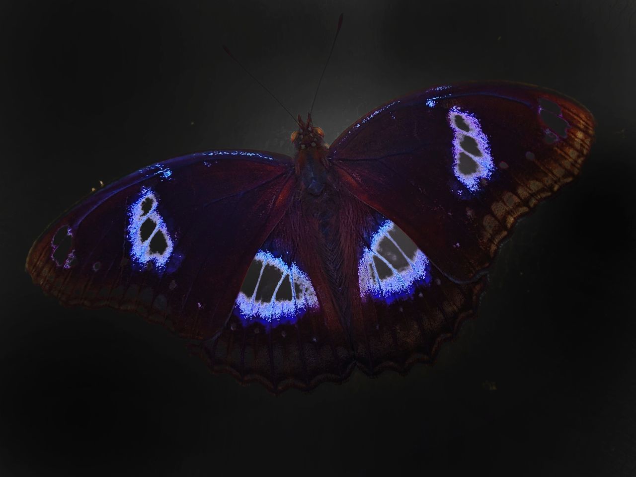 CLOSE-UP OF BUTTERFLY PERCHING ON BLACK BACKGROUND