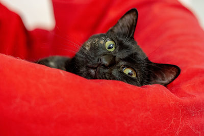 Close-up portrait of a cat