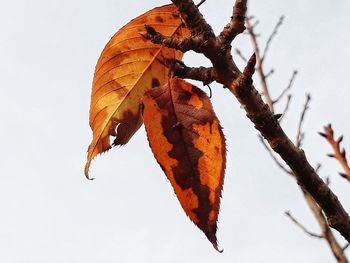 Close-up of dry leaves on branch against sky