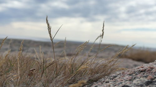 Close-up of grass on beach against sky