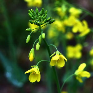 Close-up of yellow flowers blooming outdoors